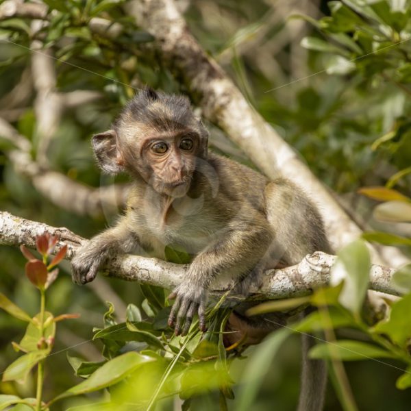 Juvenile macaque in the trees - Nature Stock Photo Agency