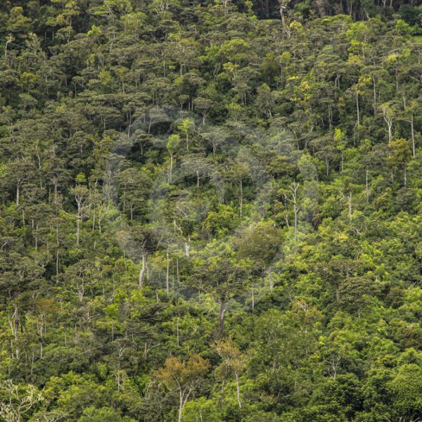 Mauritian canopy - Nature Stock Photo Agency