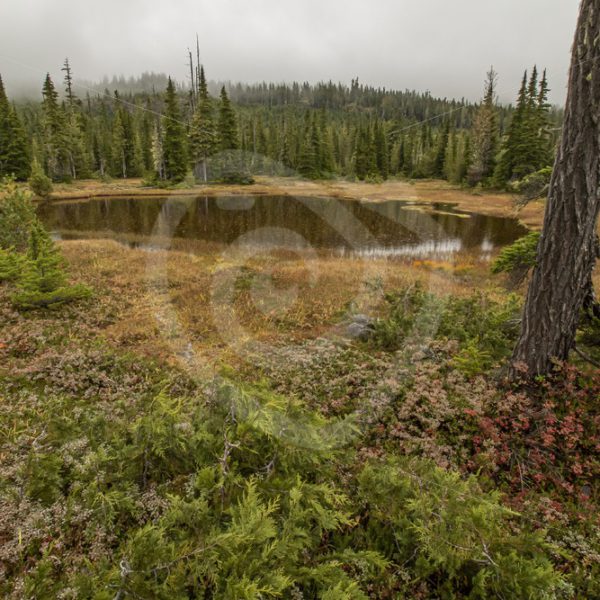 Mount Washington swamp area, Vancouver Island - Nature Stock Photo Agency