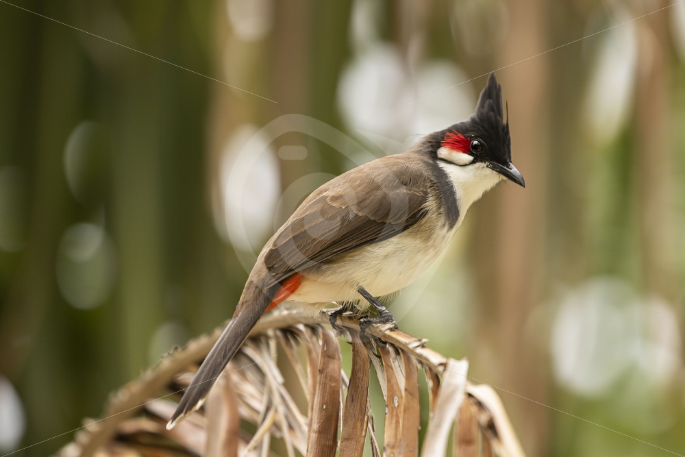 Red-whiskered Bulbul on a palm leaf - Nature Stock Photo Agency