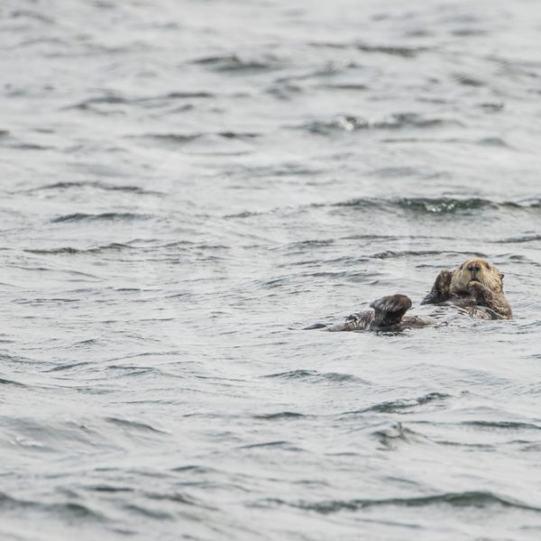 Sea otter relaxing in the ocean near Tofino - Nature Stock Photo Agency