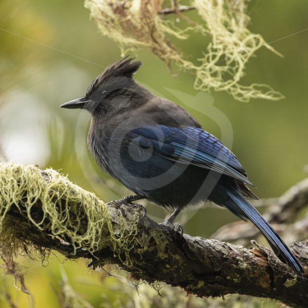 Steller’s Jay on a branch with moss - Nature Stock Photo Agency