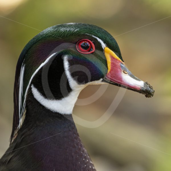 Wood duck portrait - Nature Stock Photo Agency