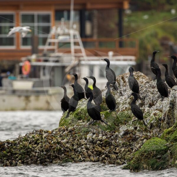 Pelagic cormorants in the harbor of Tofino - Nature Stock Photo Agency