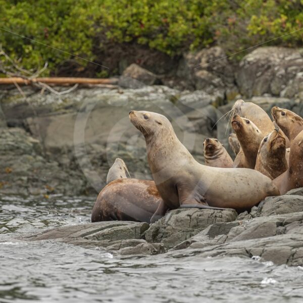 Steller’s sea lion on the rocky shore near alert bay - Nature Stock Photo Agency