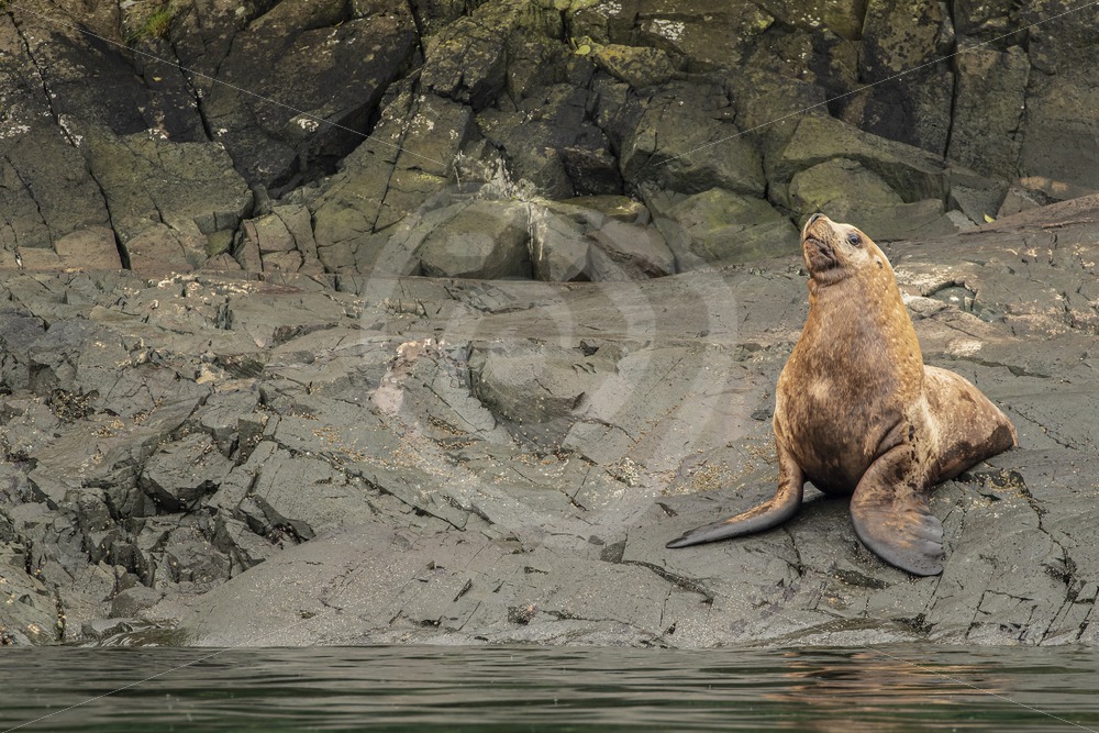 Steller’s sea lion on the shore - Nature Stock Photo Agency