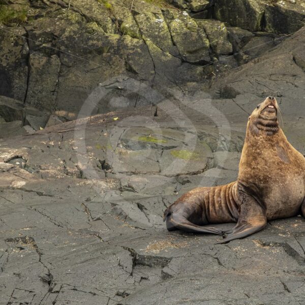 Steller’s sea lion resting on the rocky shore - Nature Stock Photo Agency