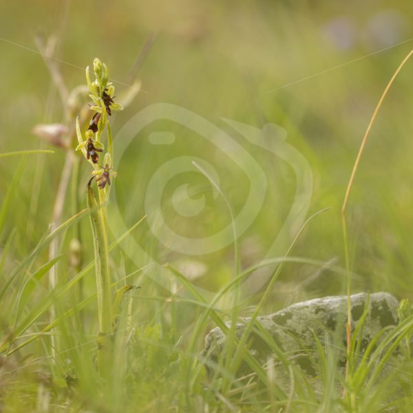 Fly orchid in a meadow scene - Nature Stock Photo Agency