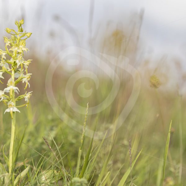 Greater butterfly-orchid in the region of Viroinval - Nature Stock Photo Agency