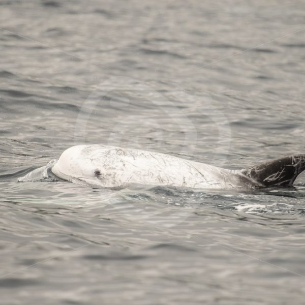 Risso dolphin on the surface - Nature Stock Photo Agency