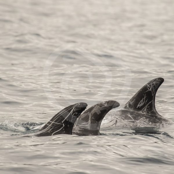 Small group of Risso’s dolphins - Nature Stock Photo Agency