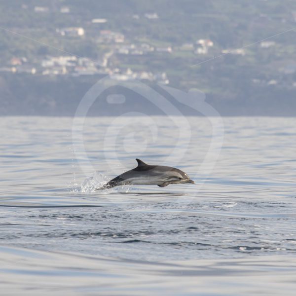 Striped dolphin on the run in front of Pico - Nature Stock Photo Agency