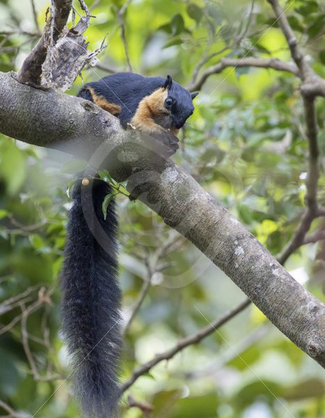 Black giant squirrel eating in the trees - Nature Stock Photo Agency