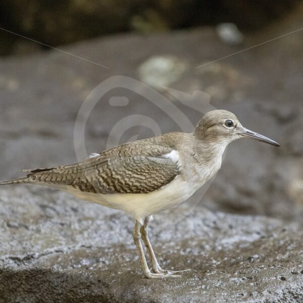 Common sandpiper in a small harbour of Port Renfrew, Vancouver Island - Nature Stock Photo Agency