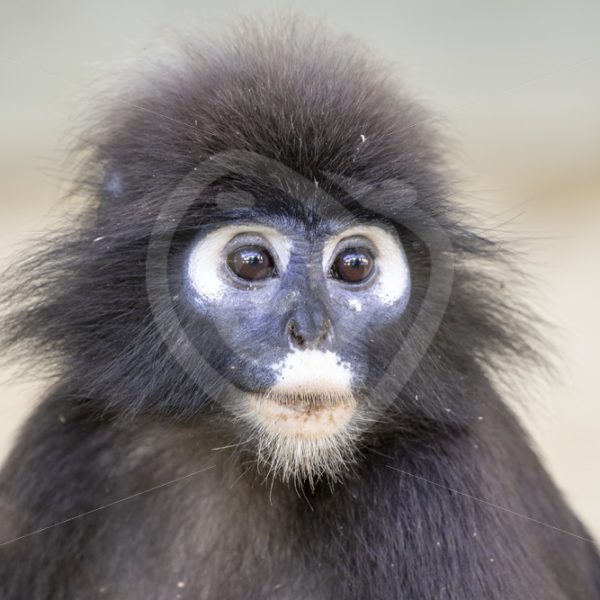Dusky Leaf monkey portrait - Nature Stock Photo Agency