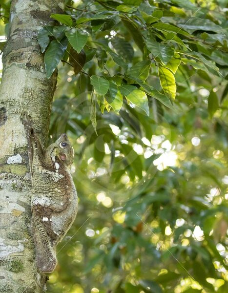 Flying lemur hanging in a tree - Nature Stock Photo Agency