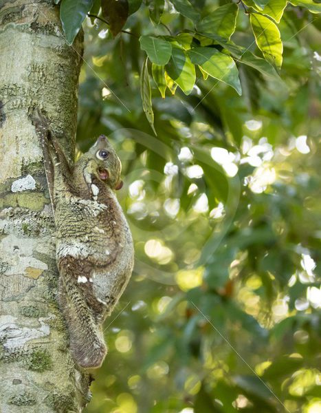 Flying lemur hanging in a tree trunk - Nature Stock Photo Agency