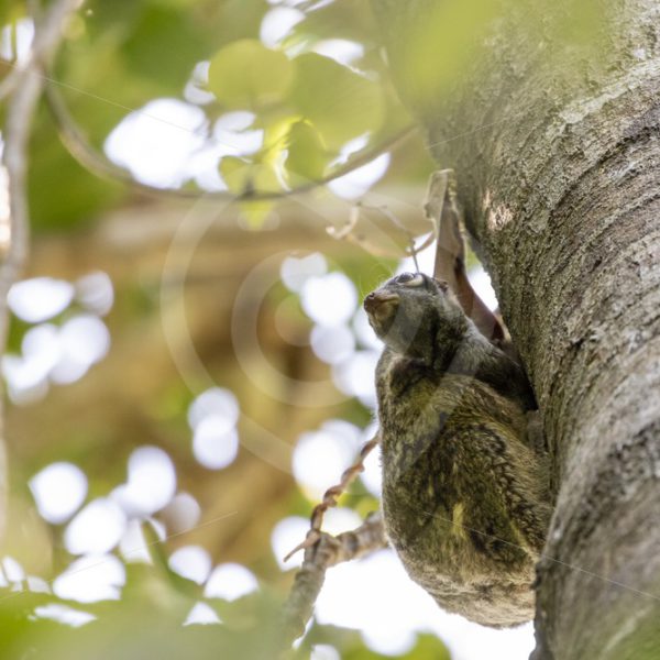 Flying lemur with youngster hanging out of the belly - Nature Stock Photo Agency