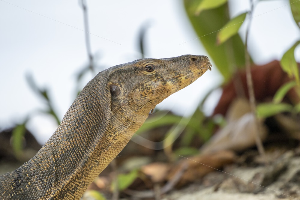 Monitor lizard lifting up its head - Nature Stock Photo Agency