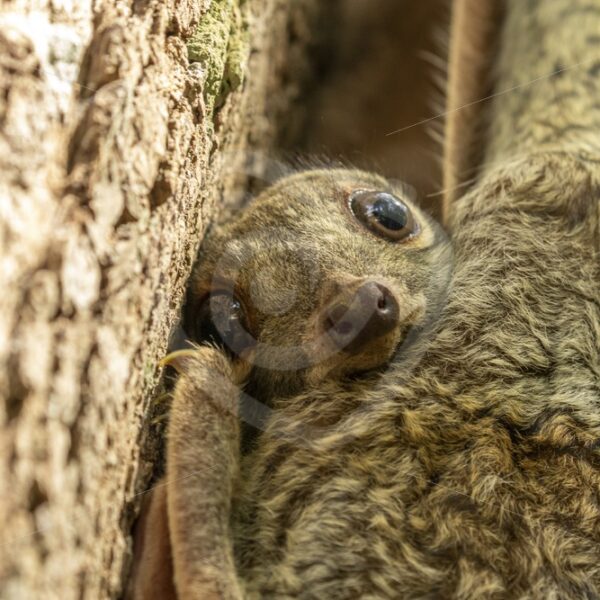 Baby colugo peeking from mothers protection - Nature Stock Photo Agency
