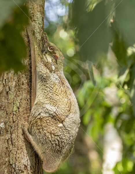 Colugo hanging on its favorite tree during the day - Nature Stock Photo Agency