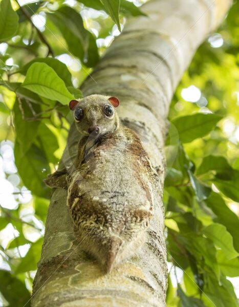 Colugo looking down in The Datai Bay, Langkawi, Malaysia - Nature Stock Photo Agency
