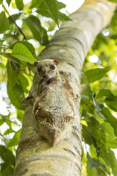 Colugo looking down in The Datai Bay, Langkawi, Malaysia - Nature Stock Photo Agency
