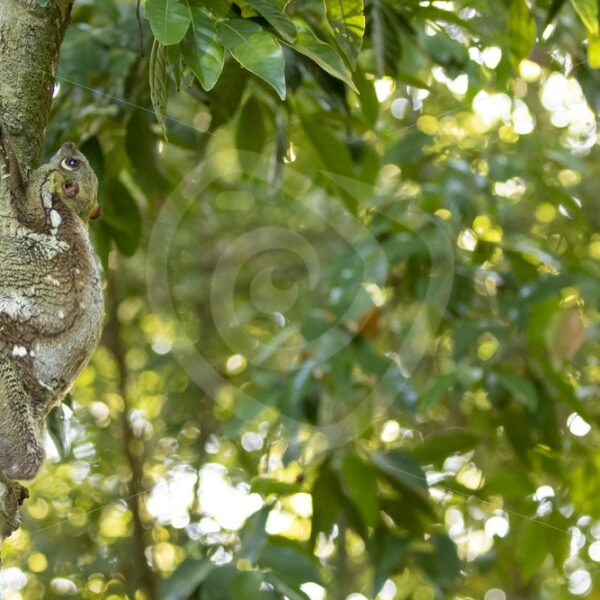 Colugo on a tree trunk in The Datai Bay, Langkawi, Malaysia - Nature Stock Photo Agency