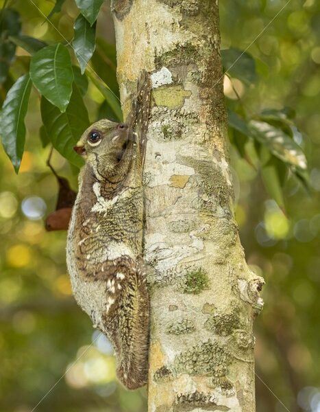 Colugo posing for the camera in The Datai Bay, Langkawi, Malaysia - Nature Stock Photo Agency