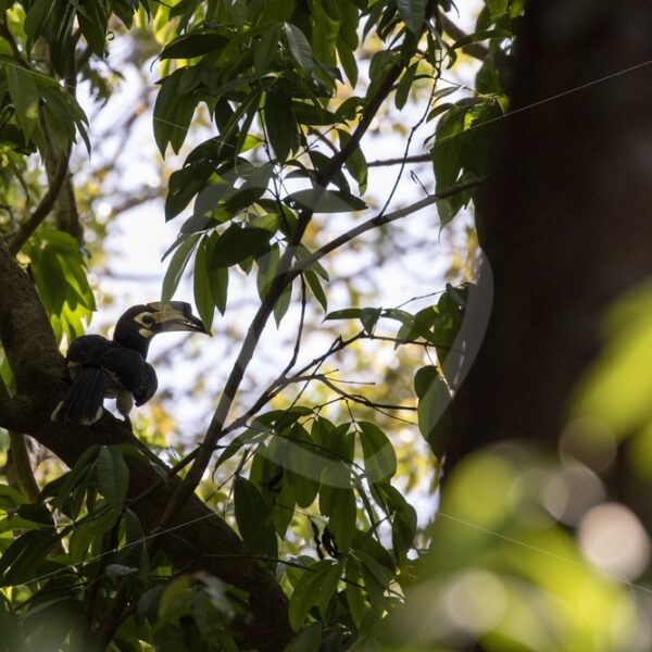 Female oriental-pied hornbill in a forest habitat - Nature Stock Photo Agency