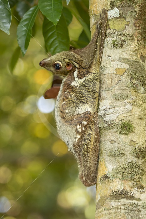Flying lemur hanging with its head backwards, Langkawi, Malaysia - Nature Stock Photo Agency