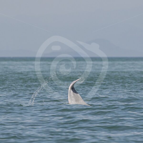 Indo Pacific humpback dolphin tailslap - Nature Stock Photo Agency