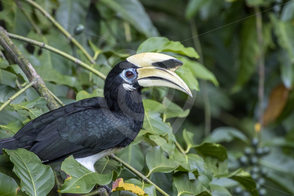 Male oriental pied hornbill posing between the leaves - Nature Stock Photo Agency
