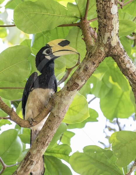 Oriental pied hornbill in between the leaves of the canopy - Nature Stock Photo Agency