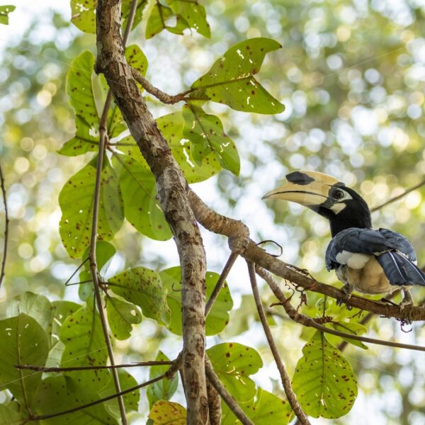Oriental-pied hornbill in the trees - Nature Stock Photo Agency