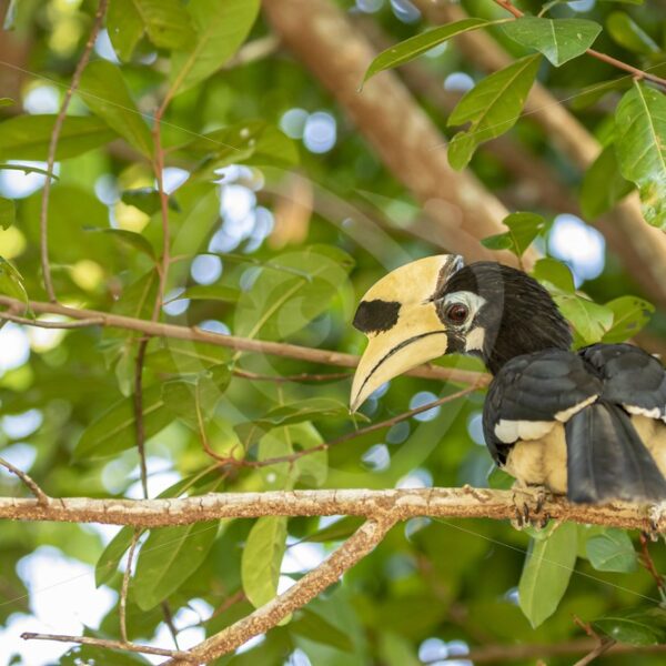 Oriental pied hornbill looking down from the canopy - Nature Stock Photo Agency