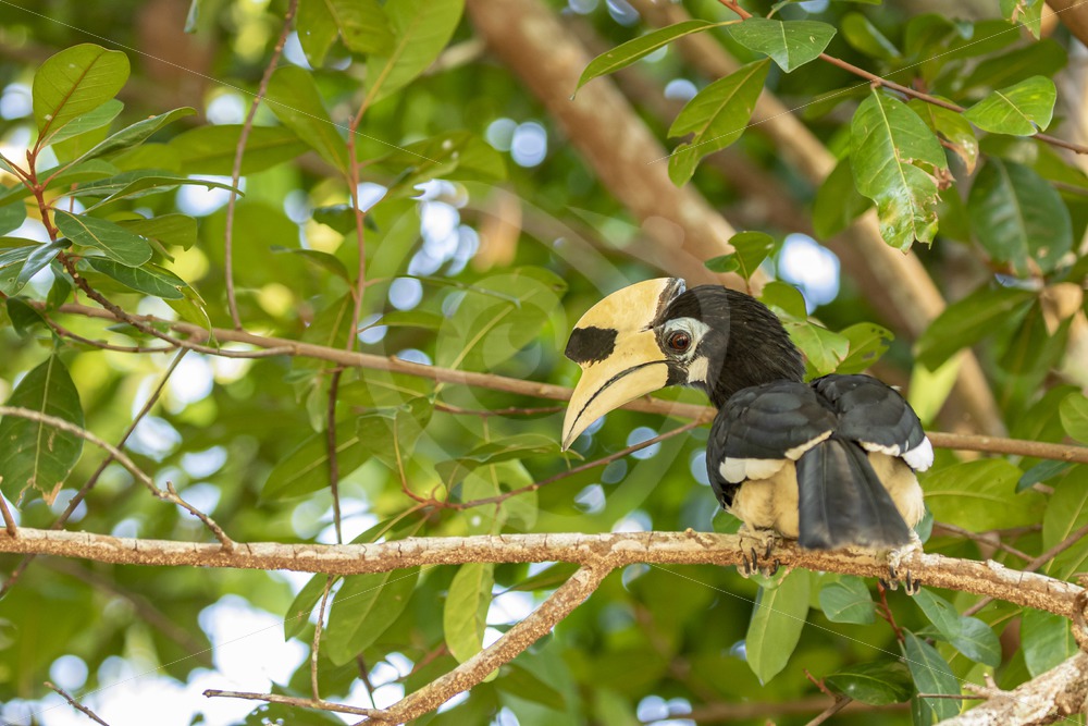 Oriental pied hornbill looking down from the canopy - Nature Stock Photo Agency