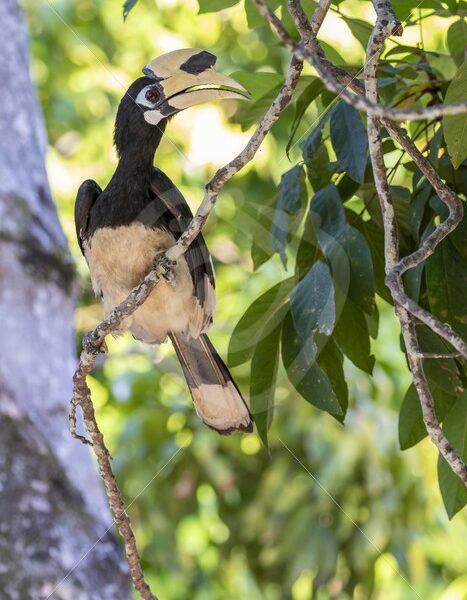 Oriental Pied hornbill looking for a mating partner - Nature Stock Photo Agency