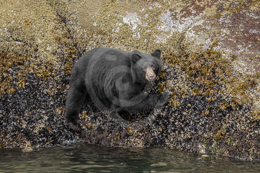 Black bear walking the shores for crustaceans - Nature Stock Photo Agency