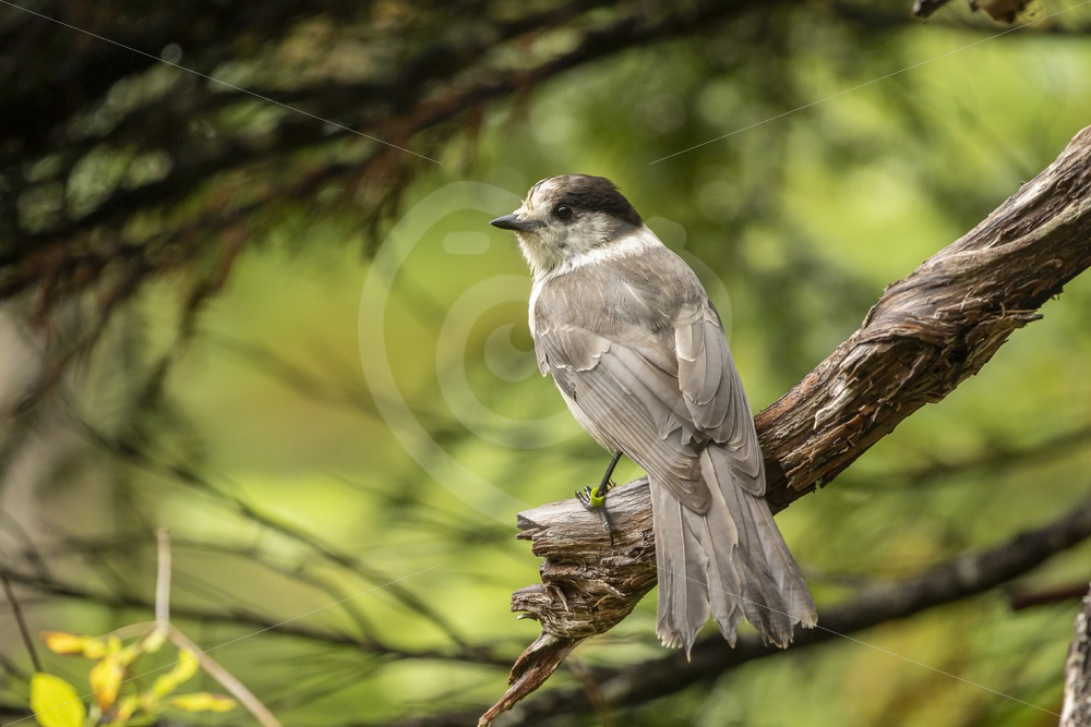 Canada Jay posing in the forest - Nature Stock Photo Agency
