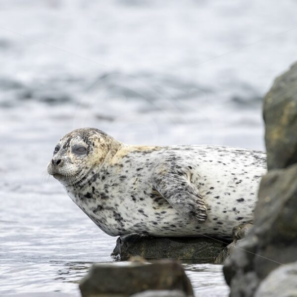 Harbor seal balancing on a rock, Vancouver Island - Nature Stock Photo Agency