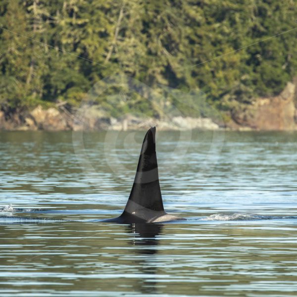 Large orca bull swimming in the Vancouver inlets - Nature Stock Photo Agency