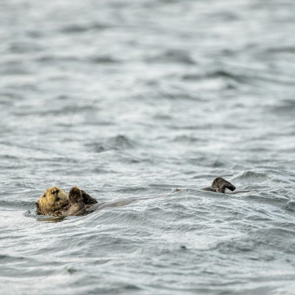 Sea otter drifting on its back in the water - Nature Stock Photo Agency