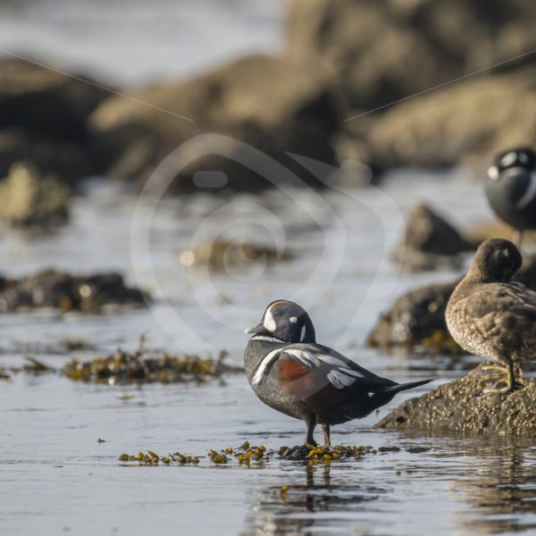 Small group of harlequin ducks on Paradise Beach, Vancouver Island - Nature Stock Photo Agency