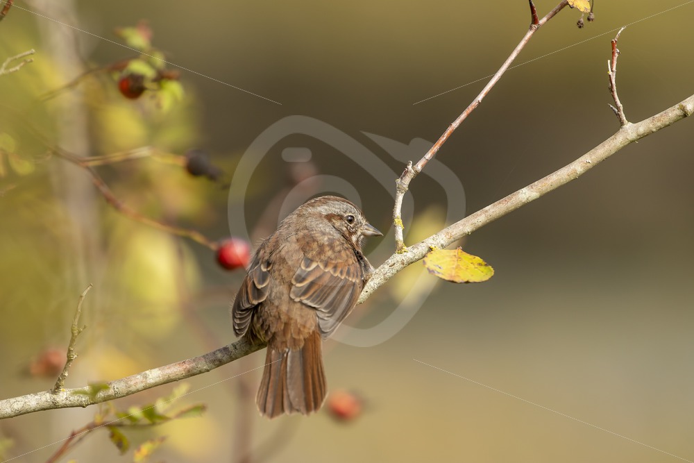 Song sparrow in Canadian woods - Nature Stock Photo Agency