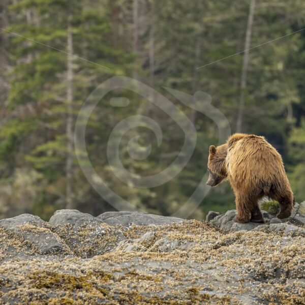Grizzly bear searching for something to eat on the coastal shores of Vancouver Island - Nature Stock Photo Agency