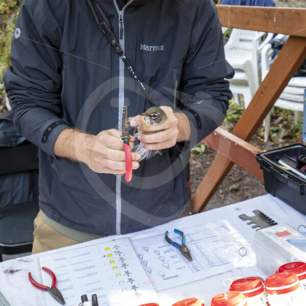 Bird researcher at work - Nature Stock Photo Agency