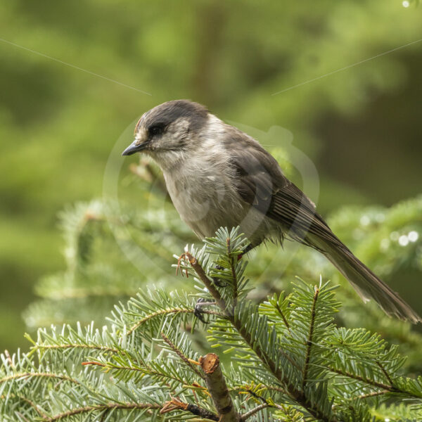 Canada Jay in a pine tree - Nature Stock Photo Agency