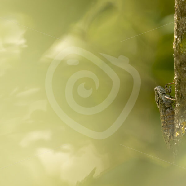 Cicada in between the trees and leaves - Nature Stock Photo Agency