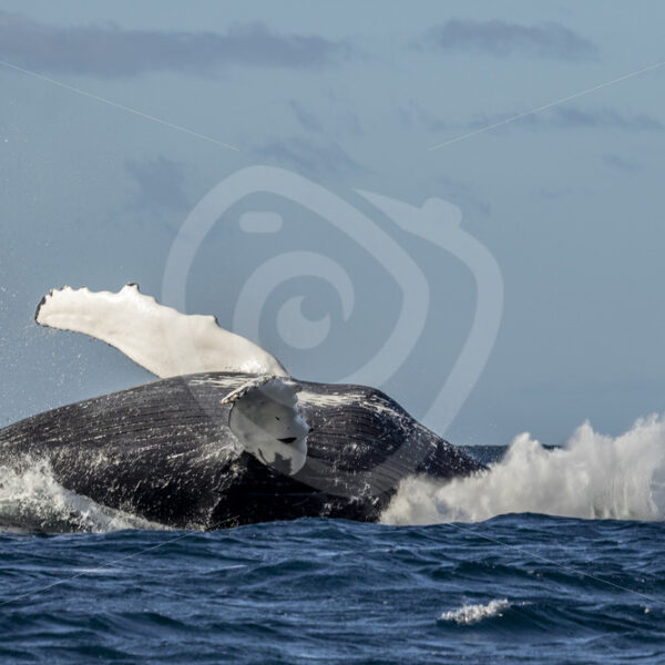 Humpback slapping down after a breach - Nature Stock Photo Agency